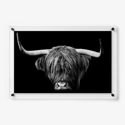 The Highlander Acrylic Wall Art Print