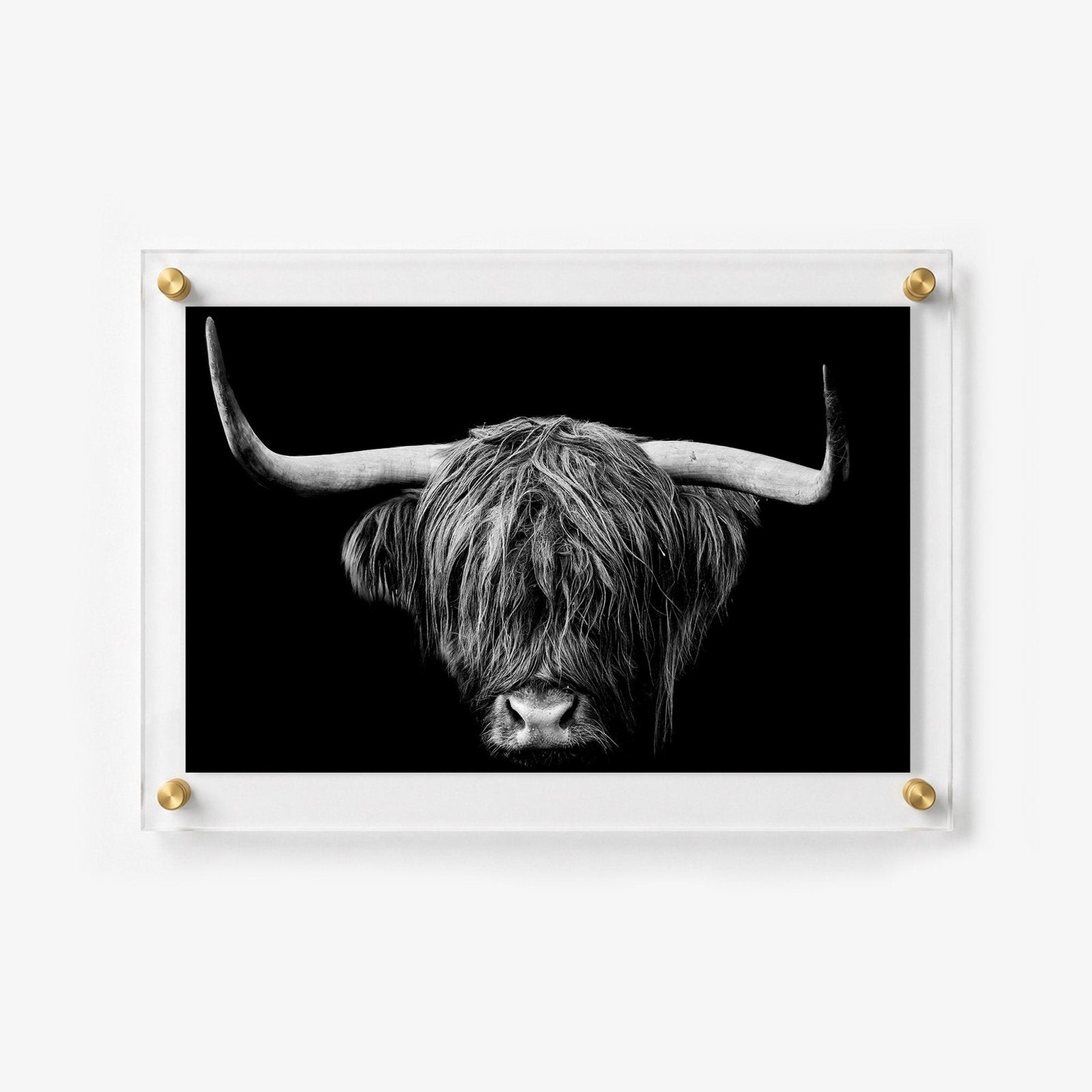 The Highlander Acrylic Wall Art Print