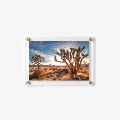 Desert Revival Acrylic Wall Art Print